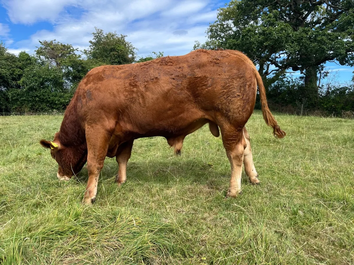Pedigree Limousin Bulls - Image 3