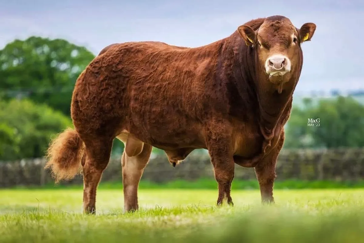 Pedigree Limousin Bulls - Image 4
