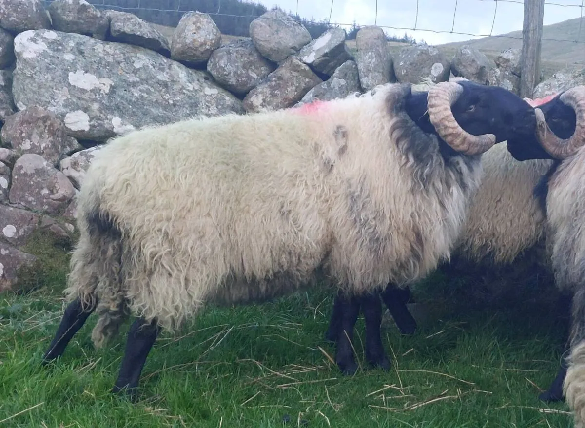 Mayo Blackface Hogget Ram's - Image 2