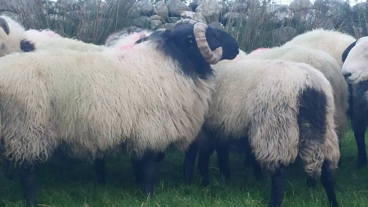 Mayo Blackface Hogget Ram's - Image 3