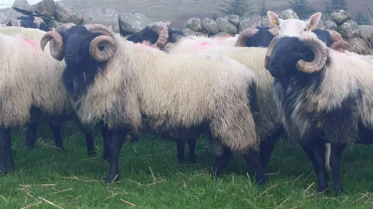 Mayo Blackface Hogget Ram's - Image 4