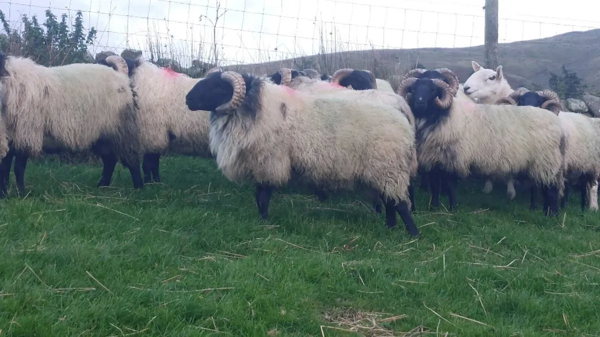 Mayo Blackface Hogget Ram's - Image 4