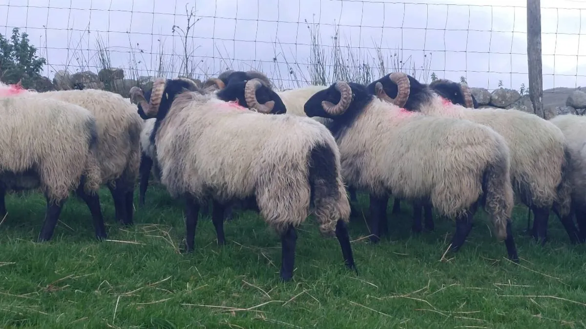 Mayo Blackface Hogget Ram's - Image 1