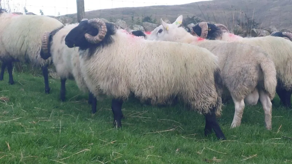 Mayo Blackface Hogget Ram's - Image 1