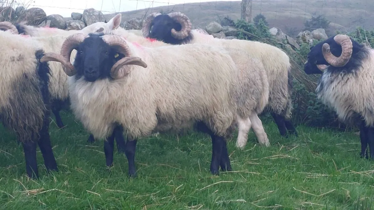 Mayo Blackface Hogget Ram's - Image 2