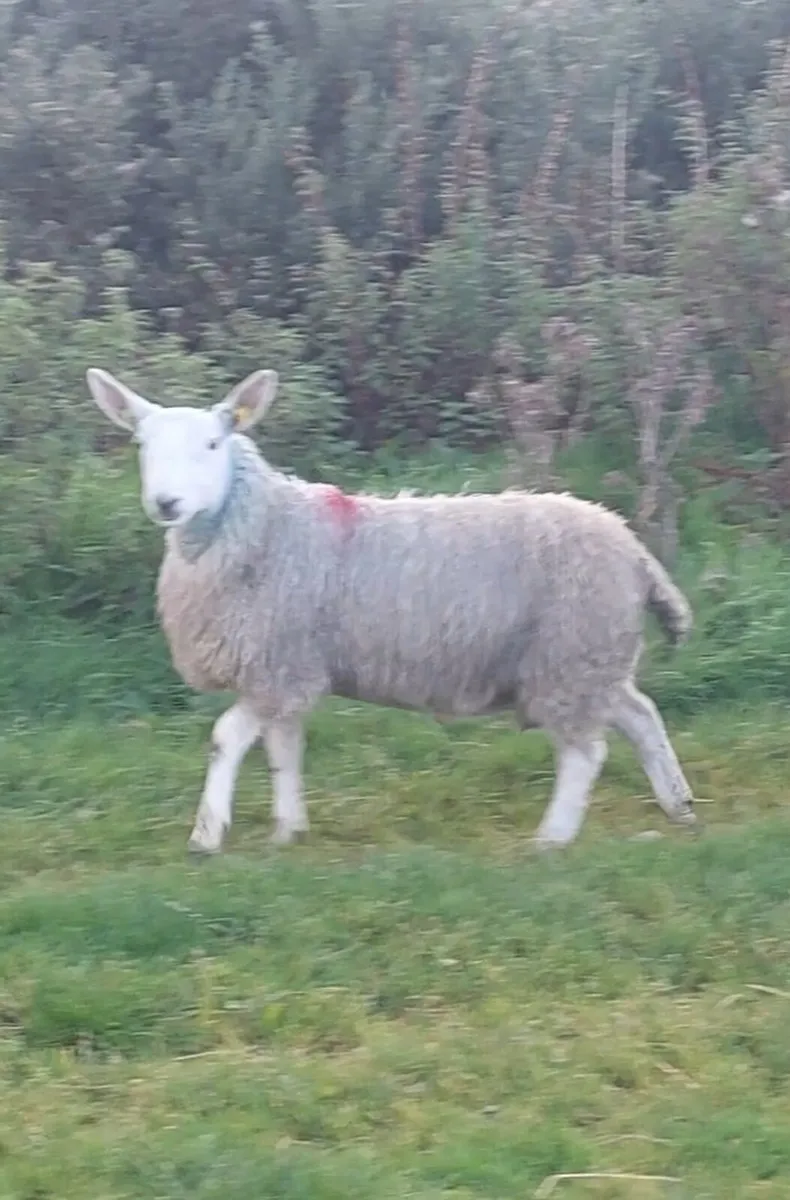 NORTH COUNTY CHEVIOT - Image 2