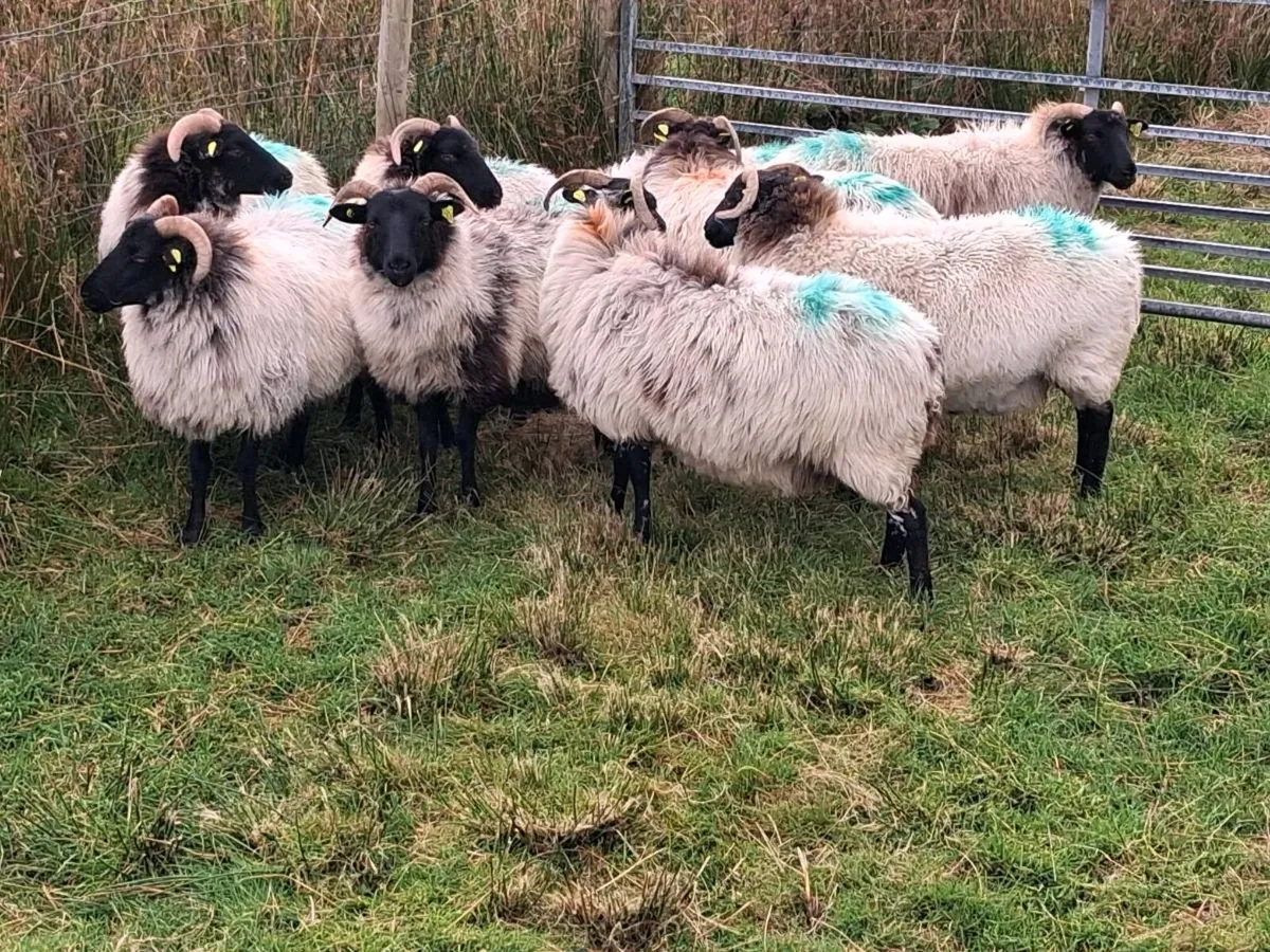 Sheep - Image 1