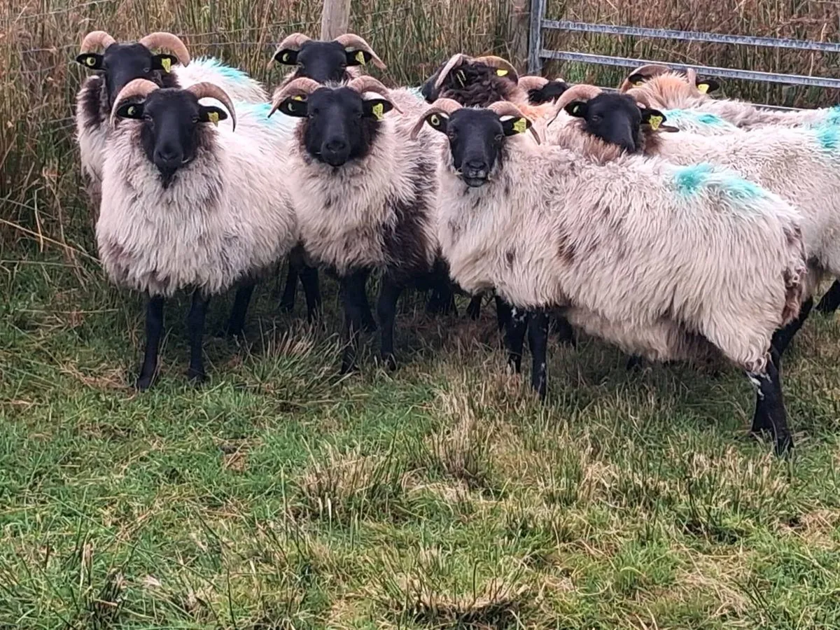 Sheep - Image 2