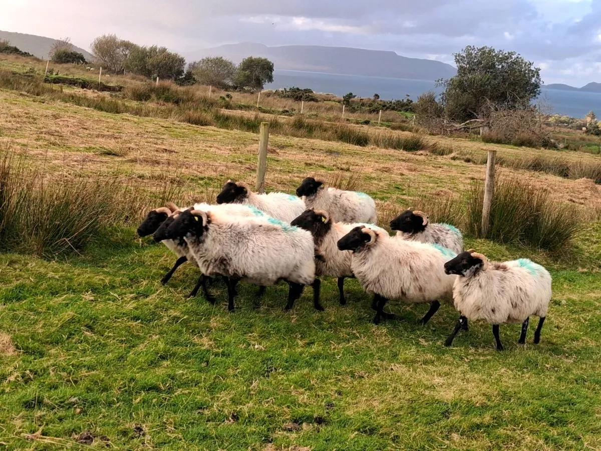 Sheep - Image 3