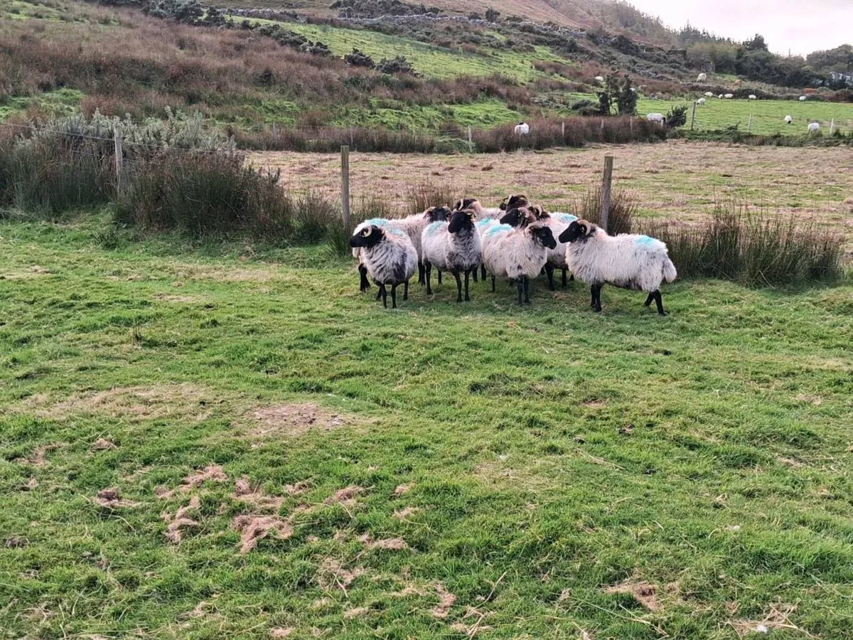 Sheep - Image 4