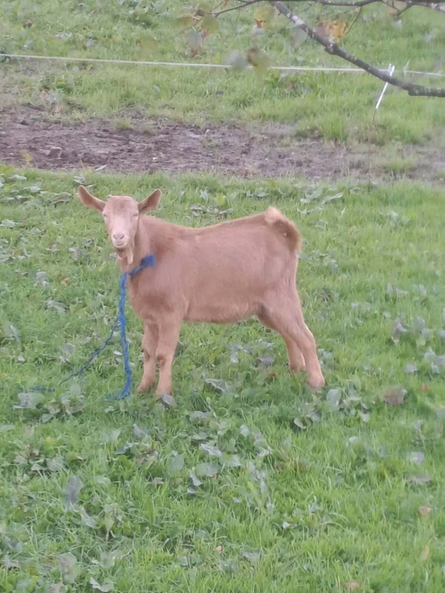Puck goat - Image 2