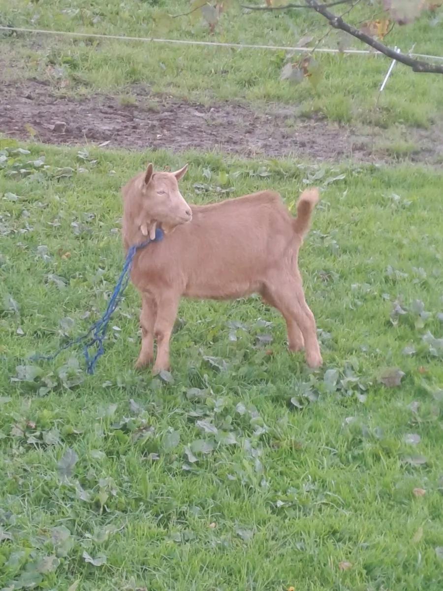 Puck goat - Image 3