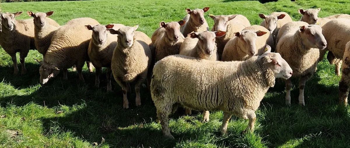 Pedigree Charollais Rams - Image 2