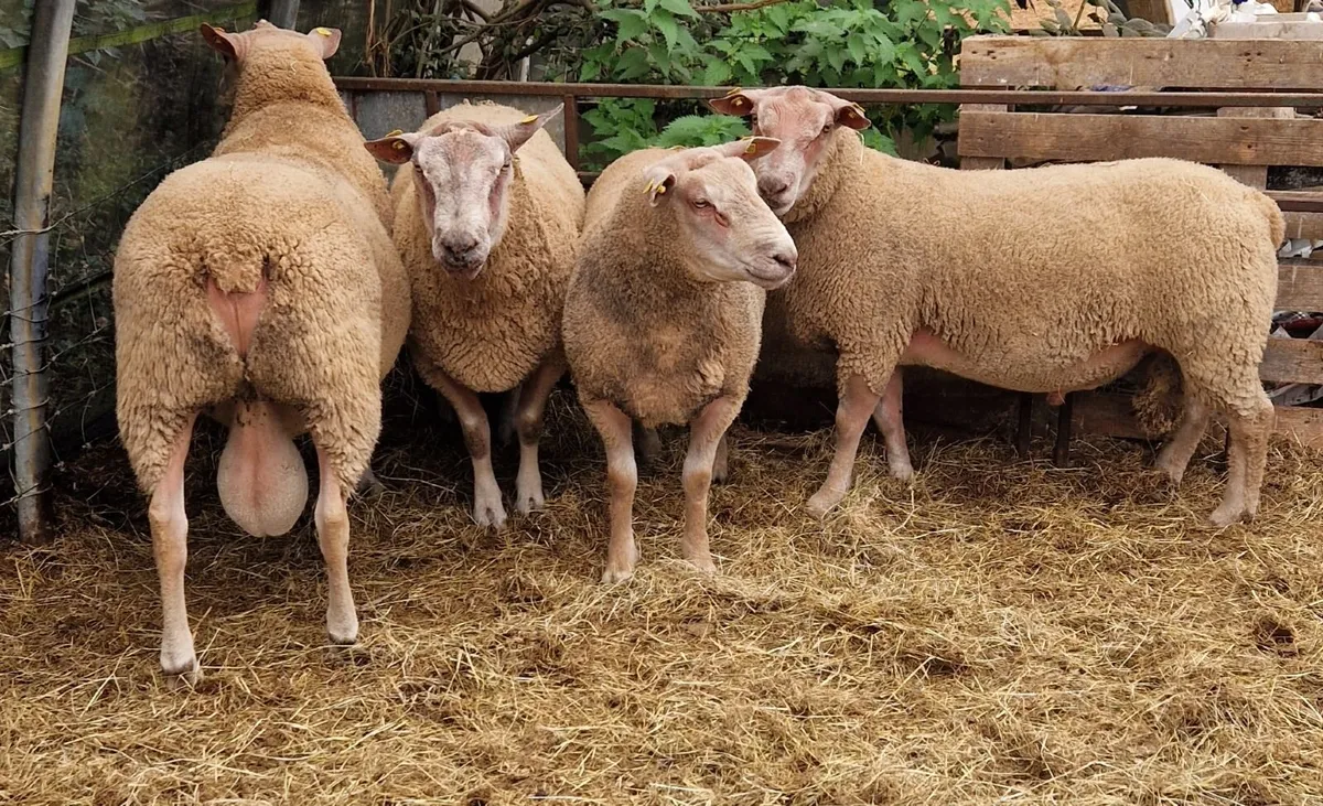Pedigree Charollais Rams - Image 3