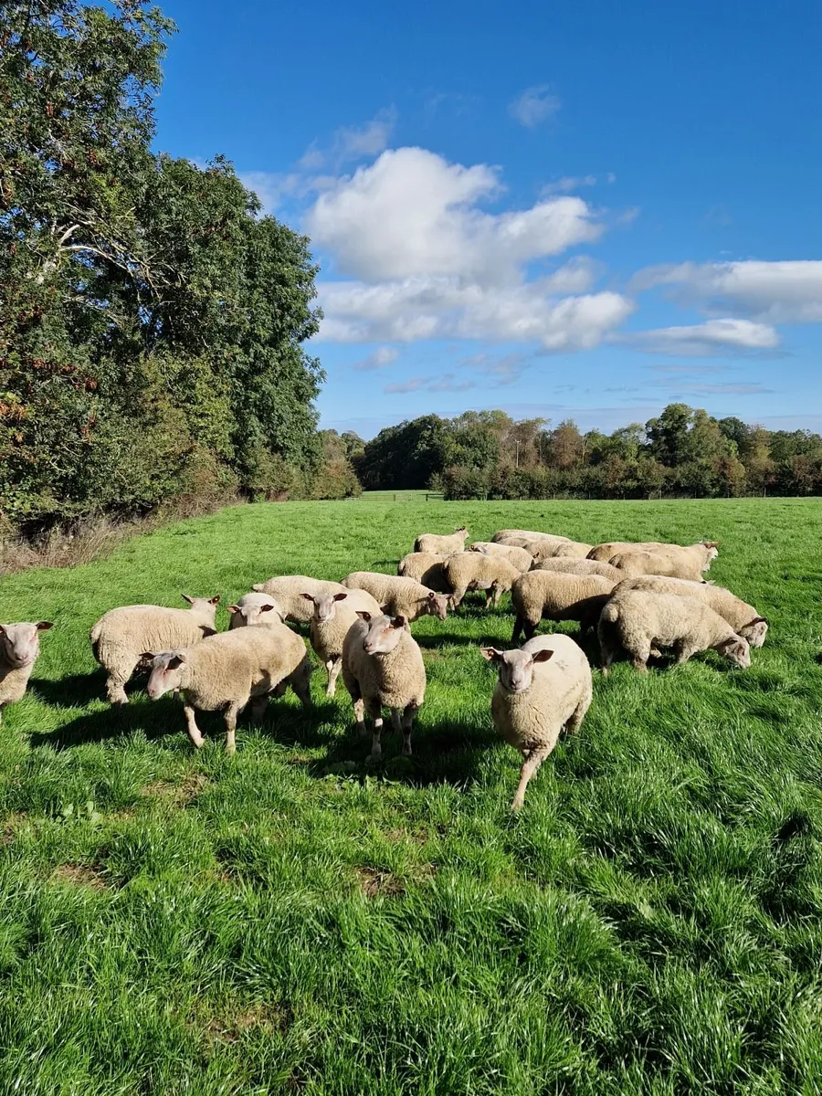Pedigree Charollais Rams - Image 4