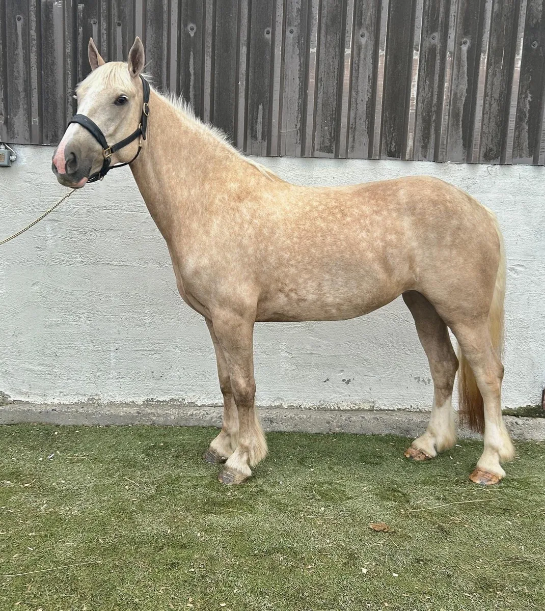 15.2 palomino mare - Image 1