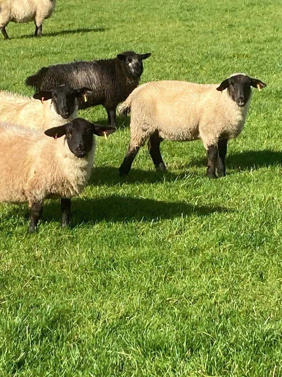 Suffolk ewe lambs - Image 3