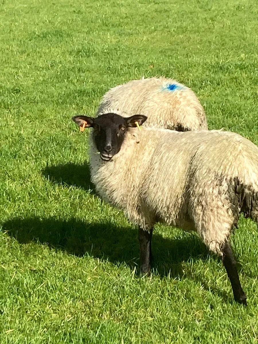 Suffolk ewe lambs - Image 4