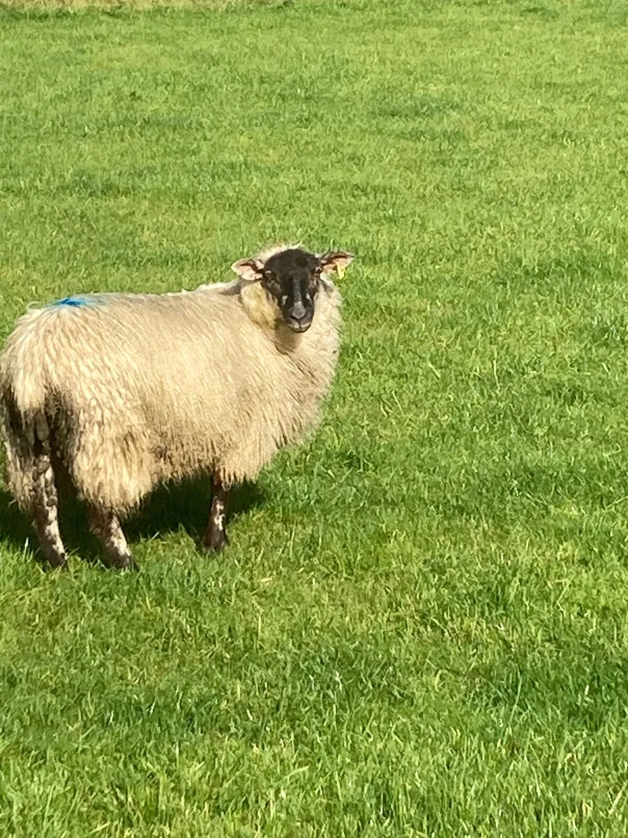 Suffolk ewe lambs - Image 2