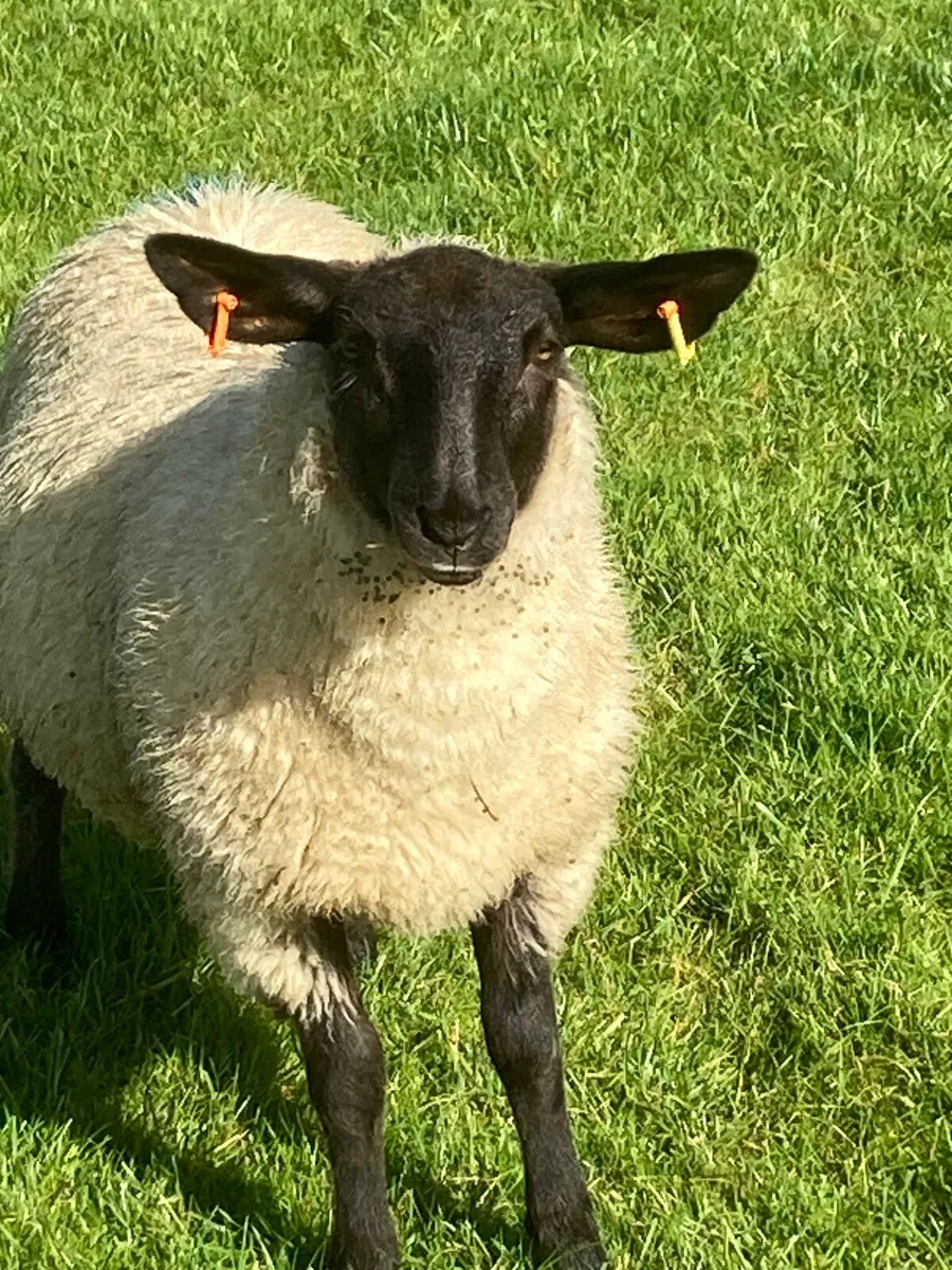 Suffolk ewe lambs - Image 1