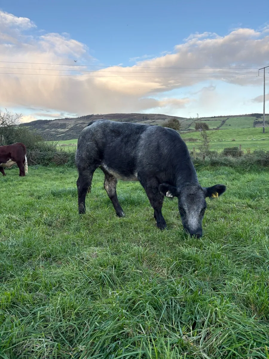 Super roan SHX heifer - Image 3
