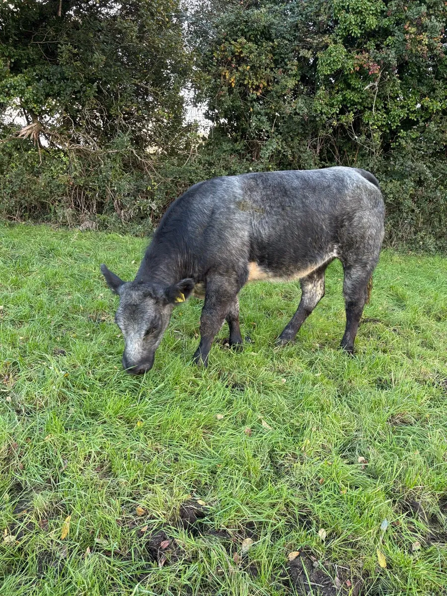 Super roan SHX heifer - Image 4
