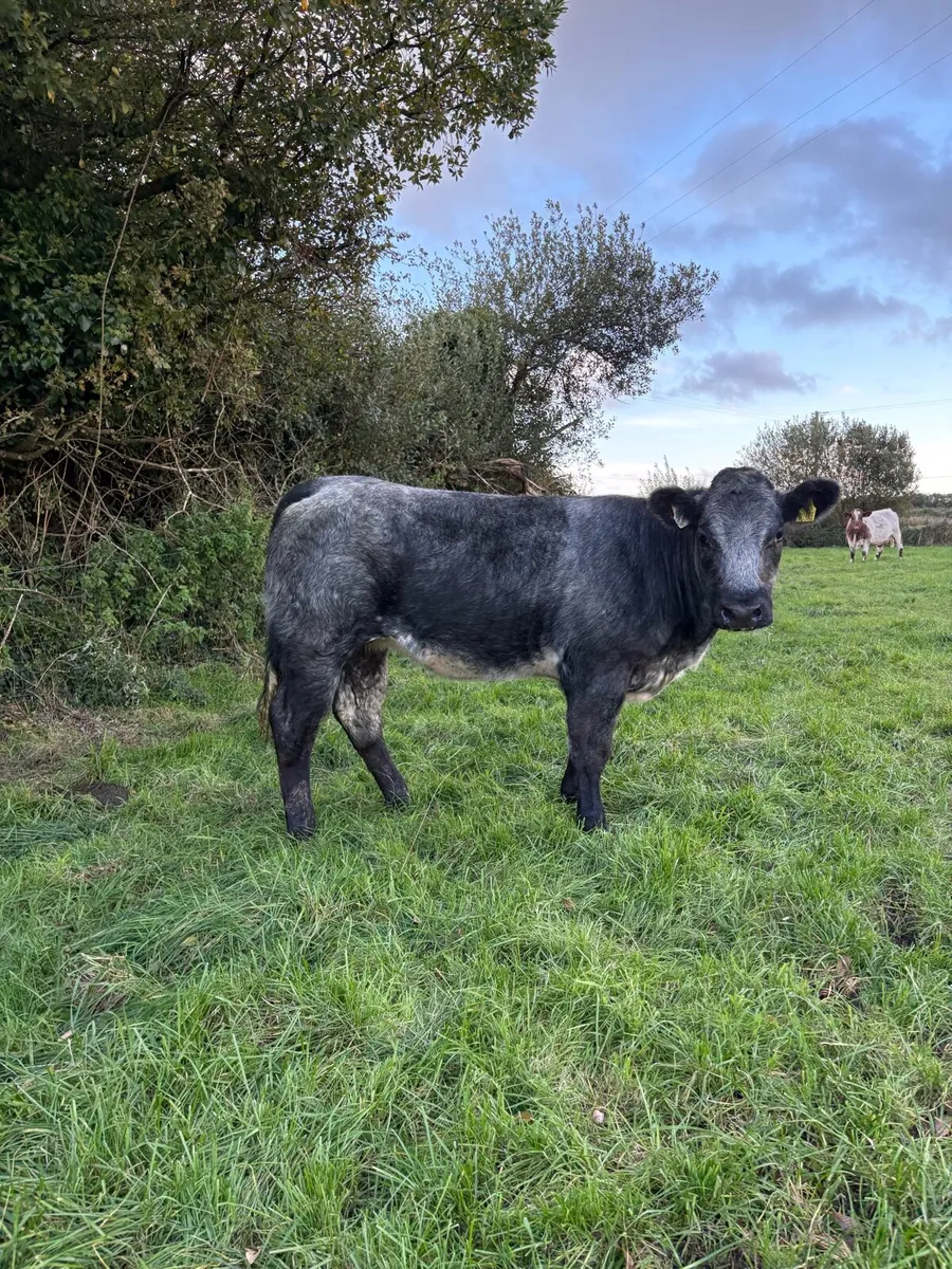 Super roan SHX heifer - Image 1