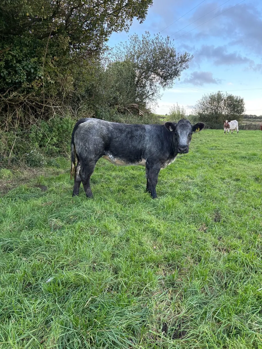 Super roan SHX heifer - Image 2