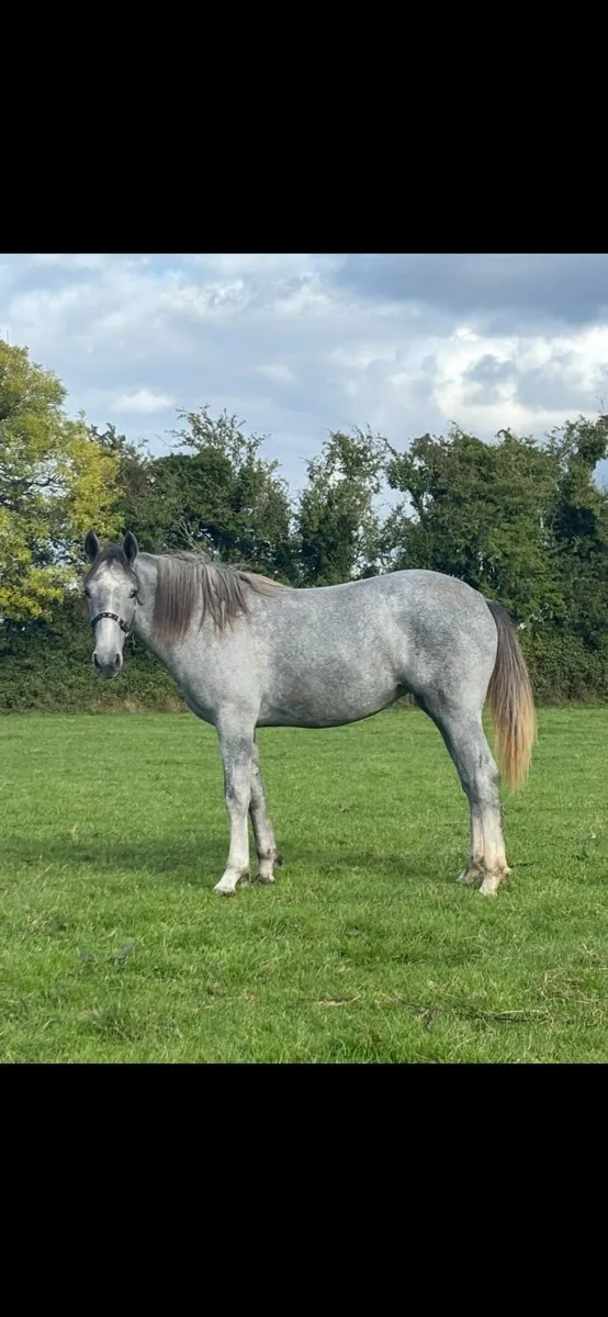 Irish Draught Filly - Image 1