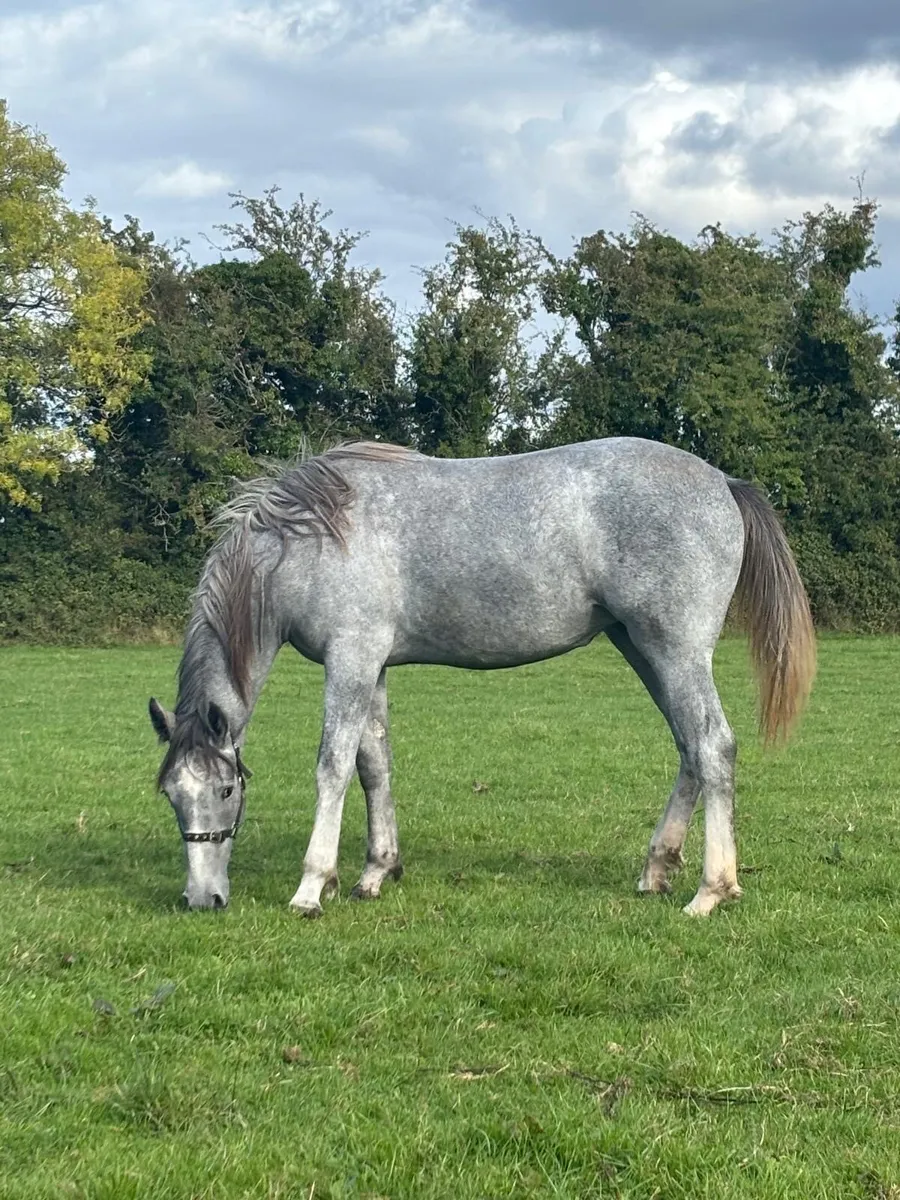 Irish Draught Filly - Image 2