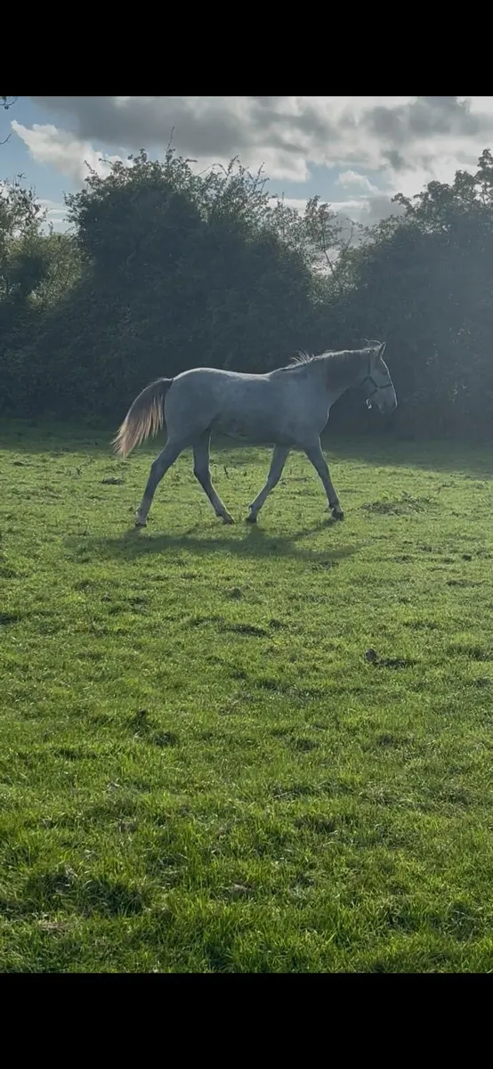 Irish Draught Filly - Image 3
