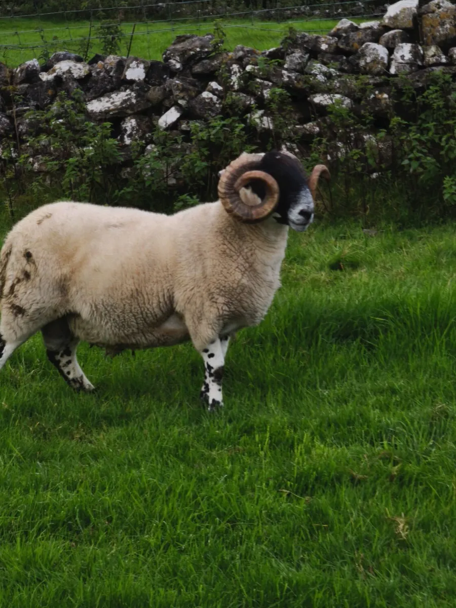 Scottish Blackface Perth type hogget ram. - Image 3
