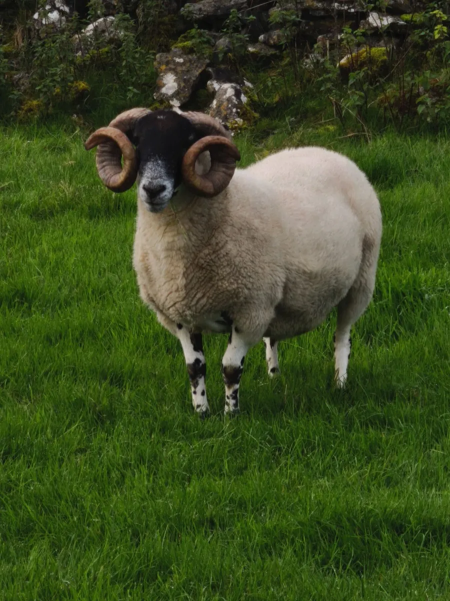 Scottish Blackface Perth type hogget ram. - Image 1