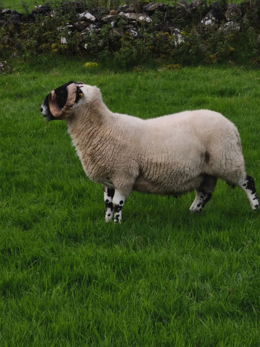 Scottish Blackface Perth type hogget ram. - Image 2