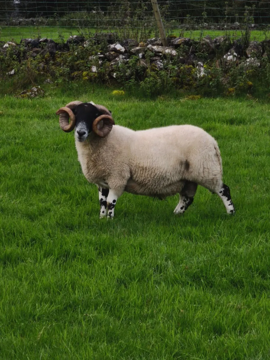 Scottish Blackface Perth type hogget ram. - Image 4