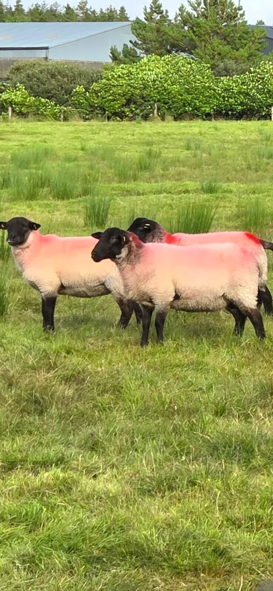 Hoggets Suffolk X - Image 2