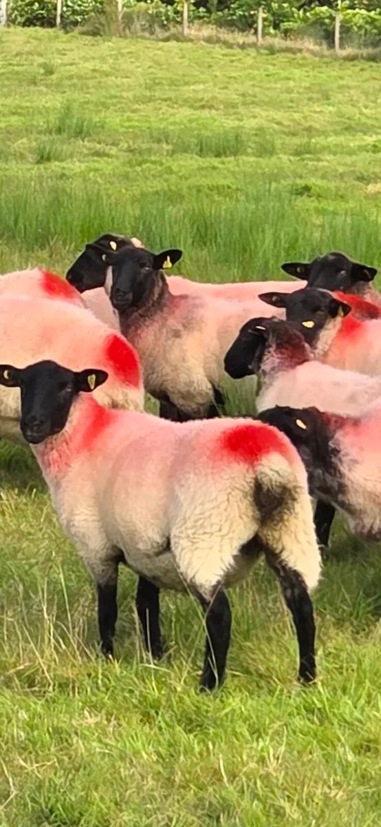 Hoggets Suffolk X - Image 1