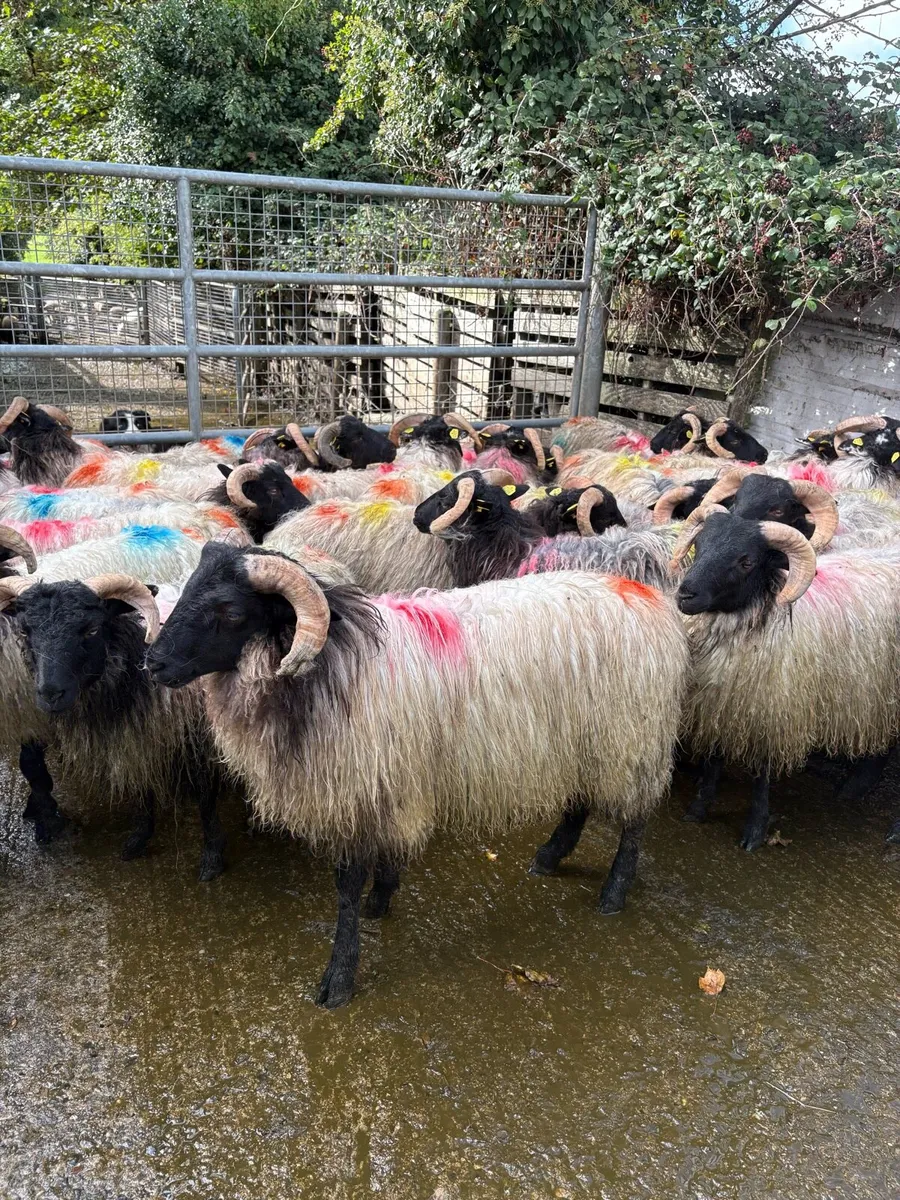 Horned lambs - Image 1