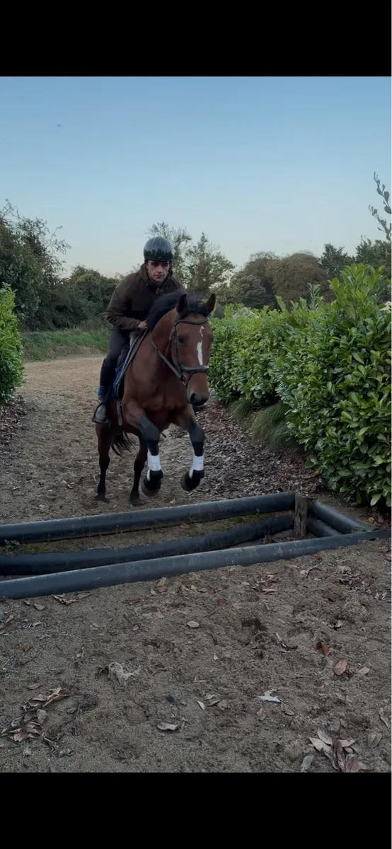 15:2 Irish draughtxsportshorse breeding recorded - Image 2
