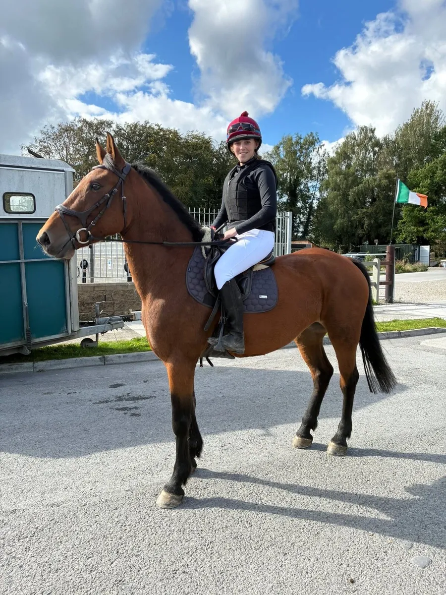 15:2 Irish draughtxsportshorse breeding recorded - Image 1