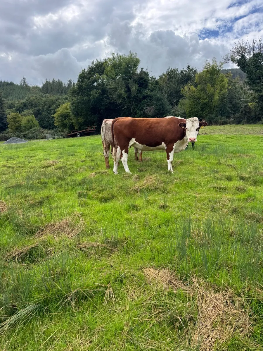 Cattle - Image 1