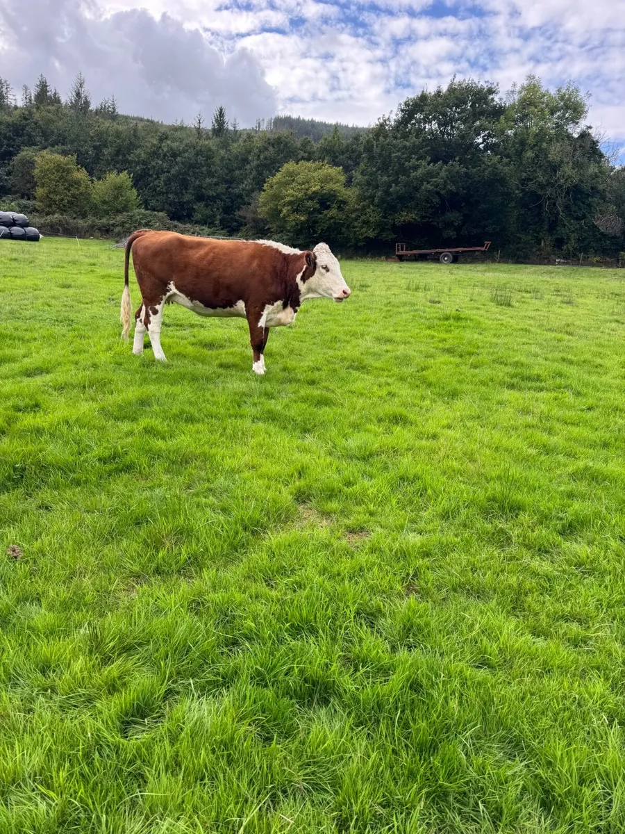 Cattle - Image 2