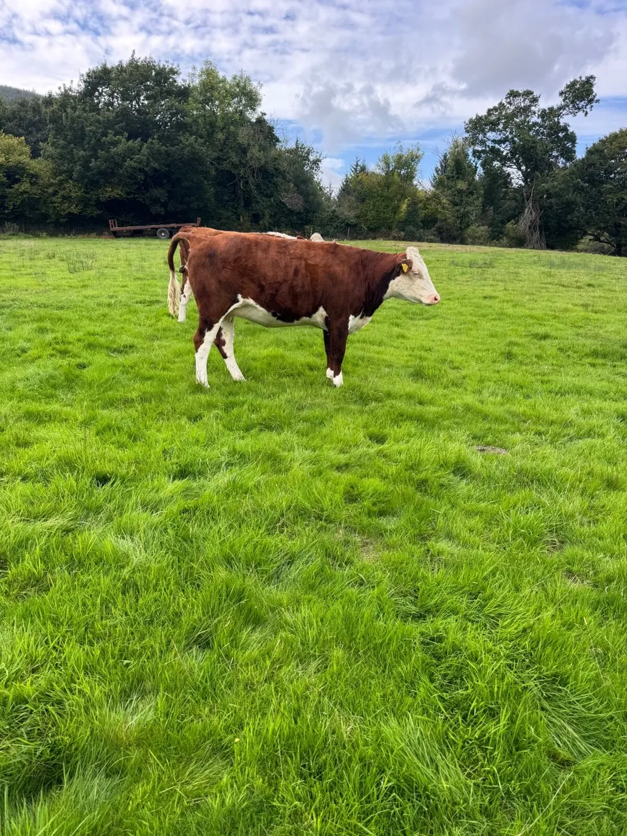 Cattle - Image 3