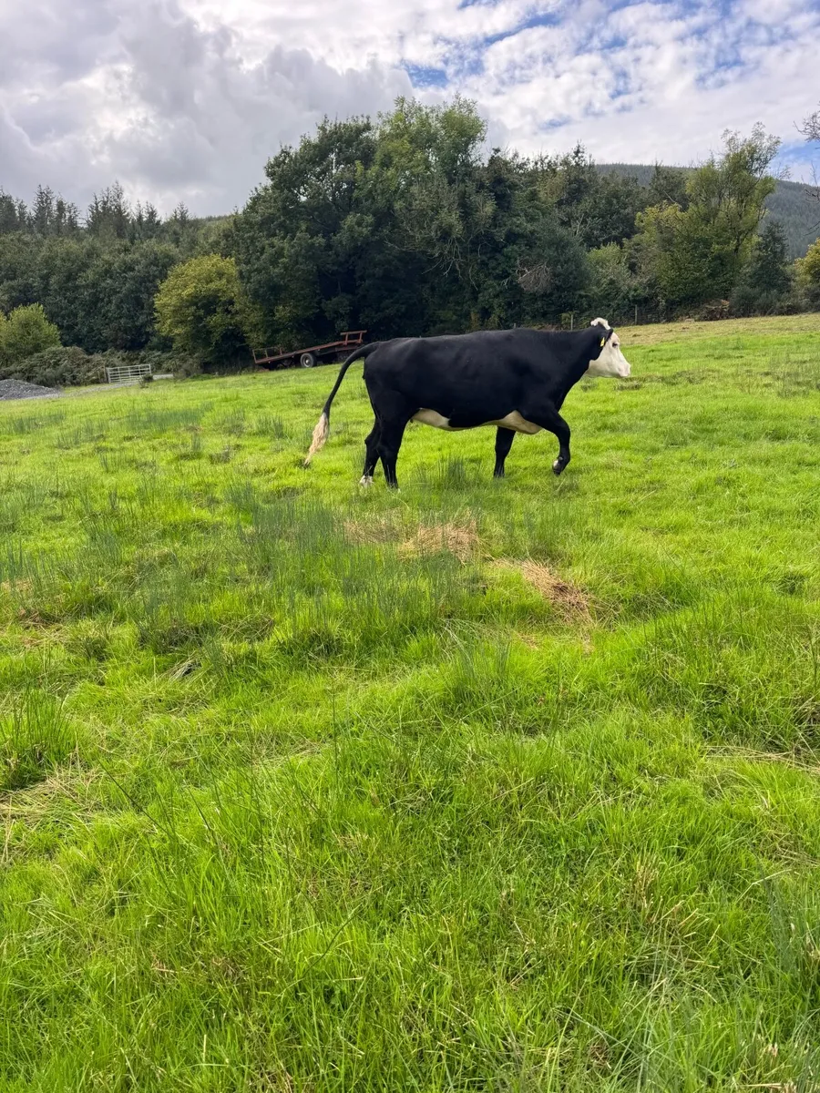 Cattle - Image 4