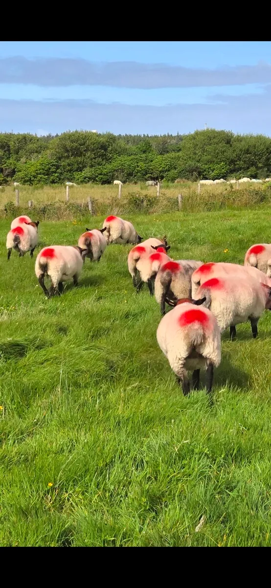 Hoggets Suffolk X - Image 3