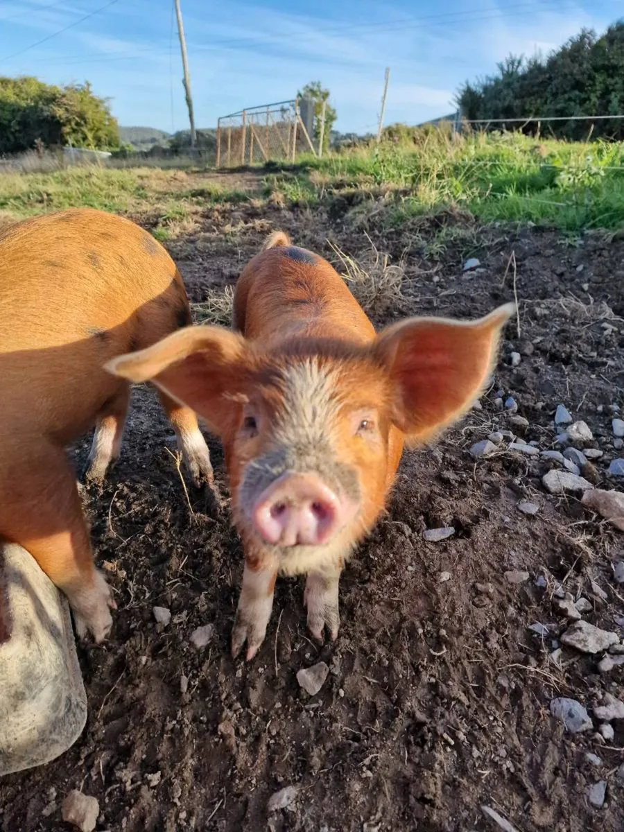 Weaners OSB/ Duroc - Image 1