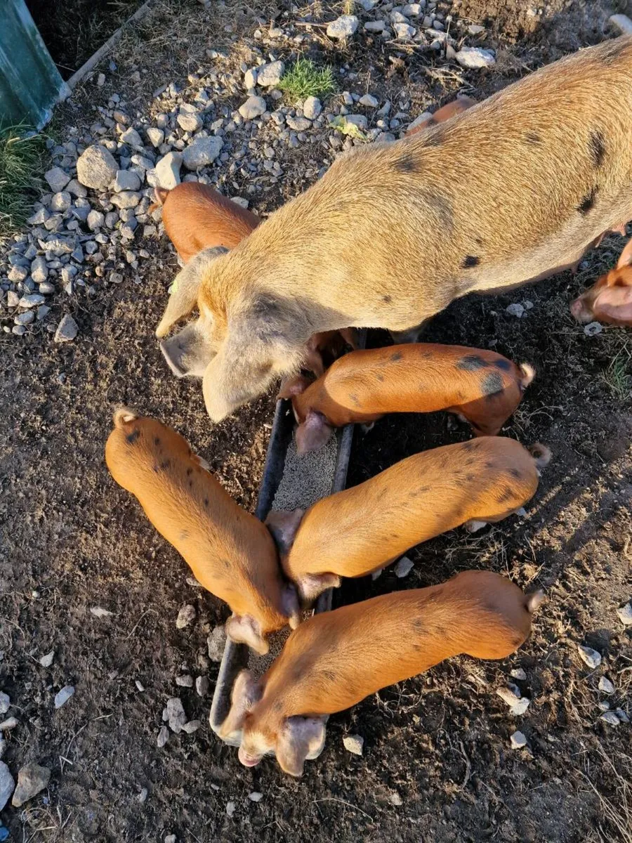 Weaners OSB/ Duroc - Image 2