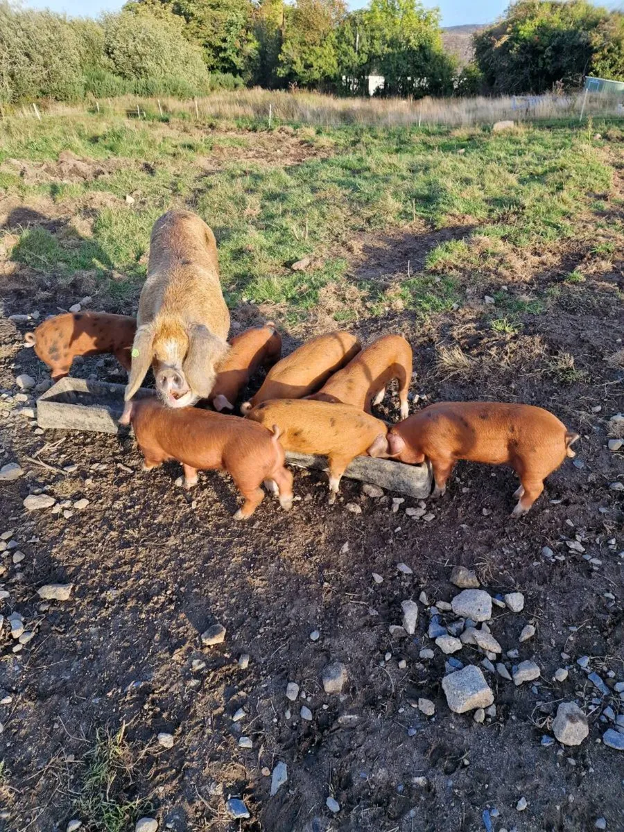 Weaners OSB/ Duroc - Image 3