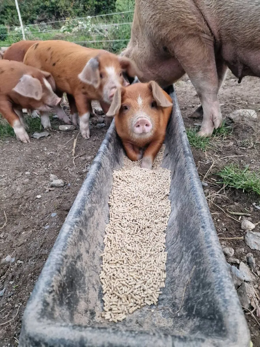 Weaners OSB/ Duroc - Image 4