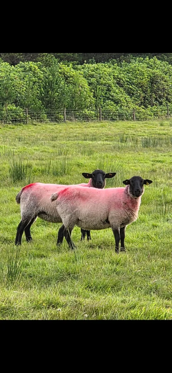Hoggets Suffolk X - Image 4